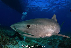 Tiger shark very close. by Miguel Cortes 